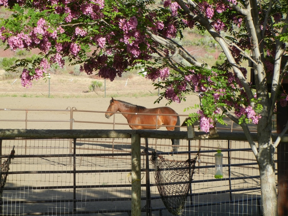 Horse framed by locust trees