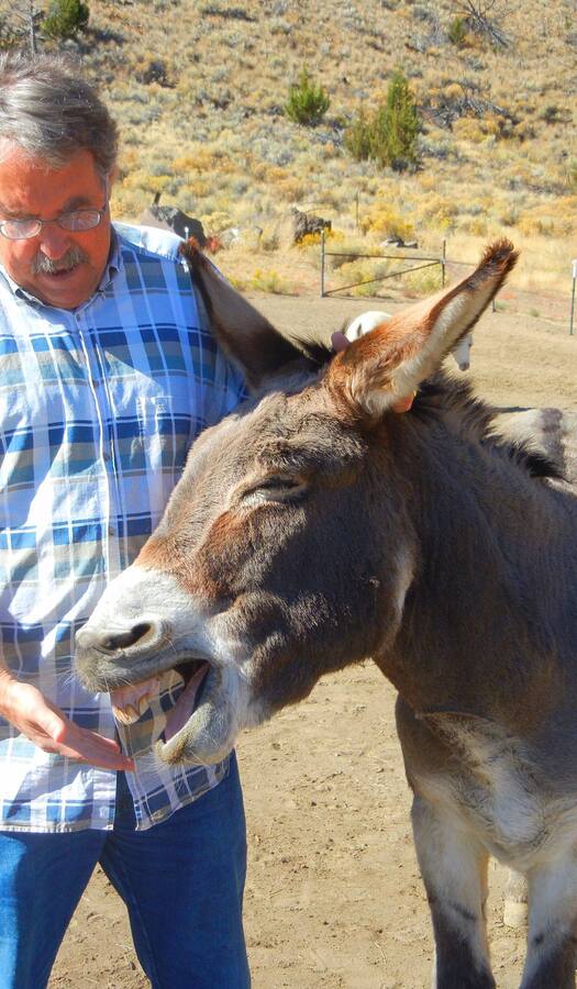 Save a Donkey