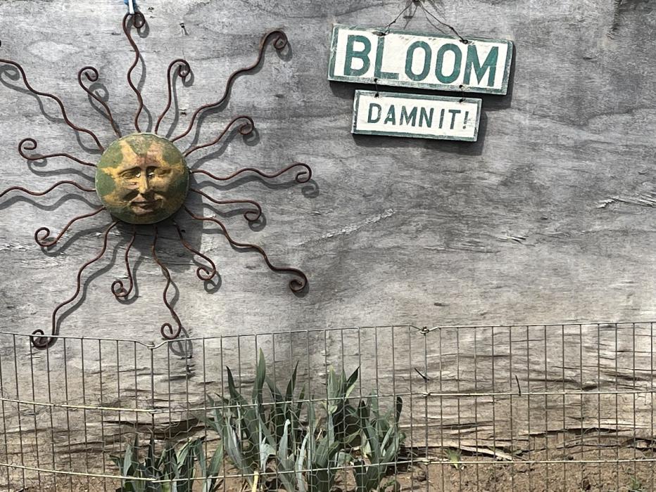 bloomdammit.jpg