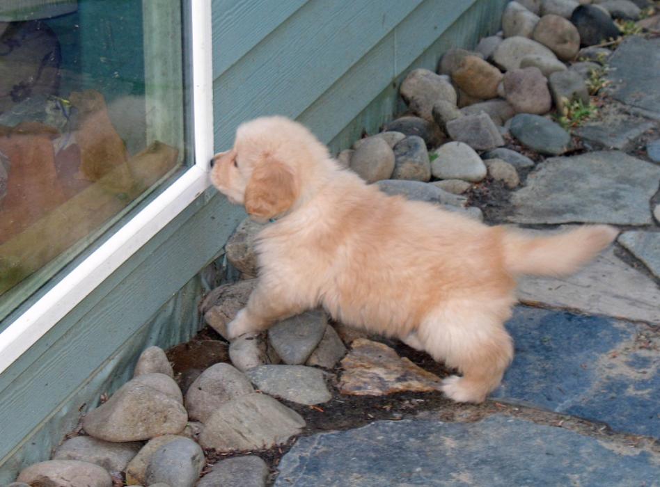 Windo_puppy.jpg