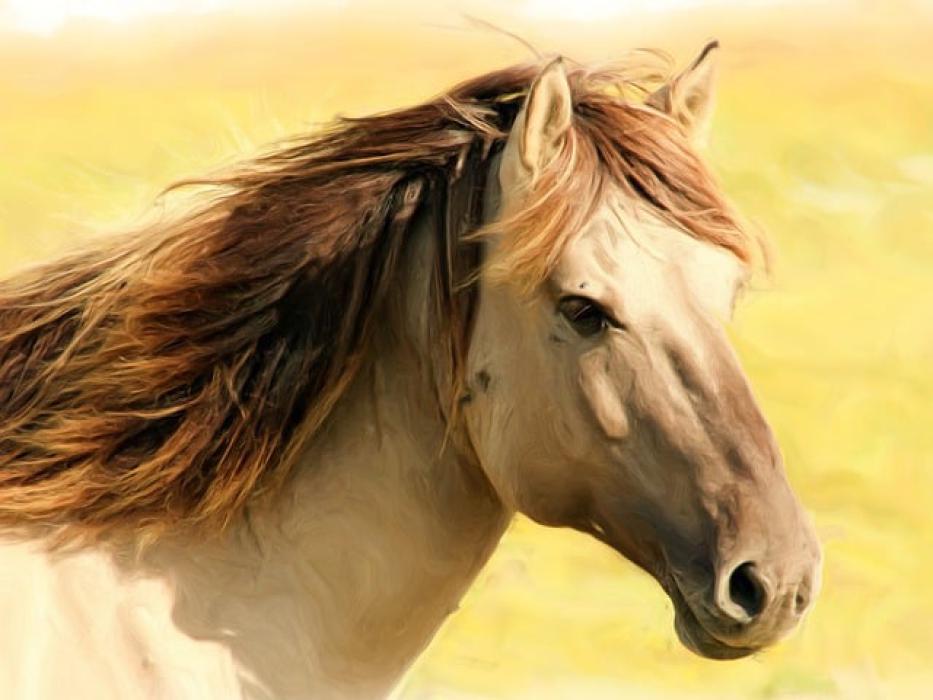 Mustangpaintng.jpg