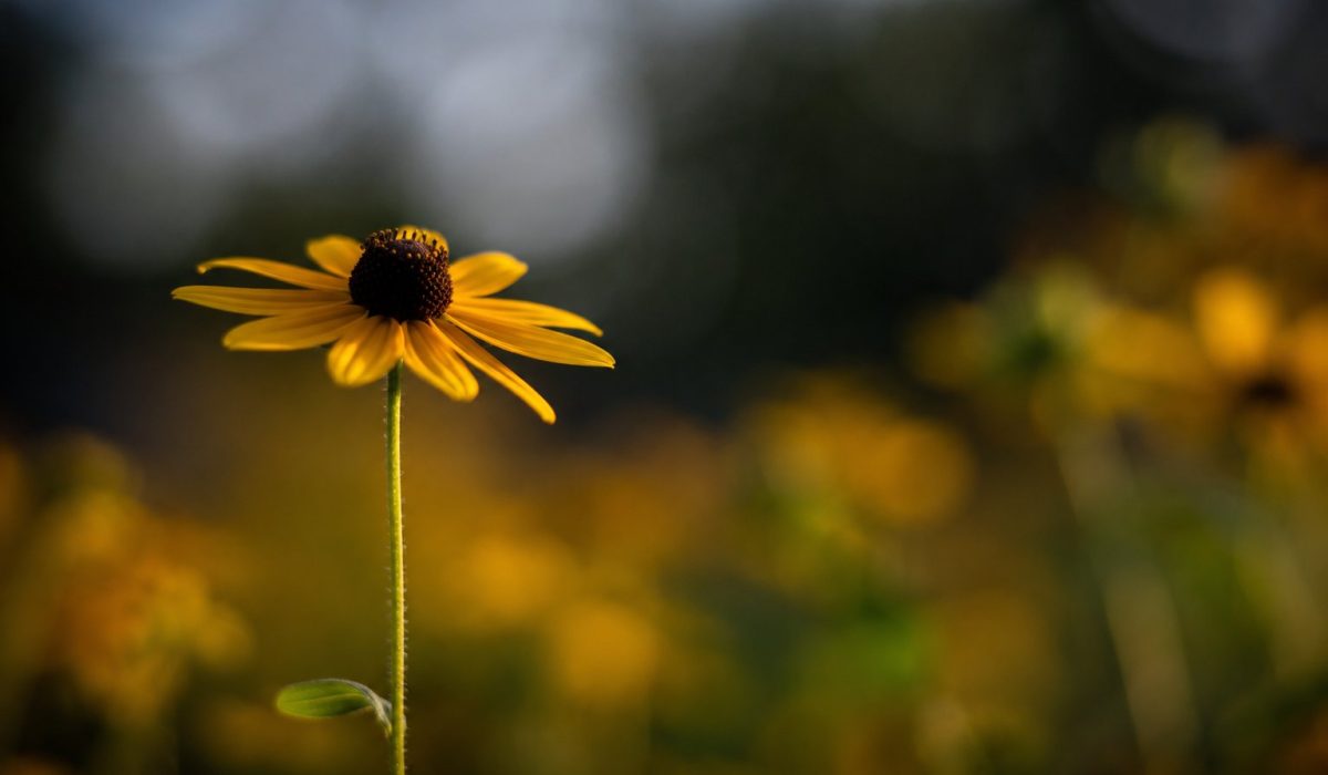 flowersubject