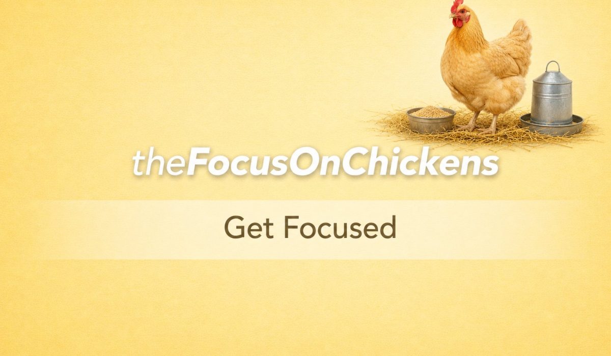 thefocusonchickens